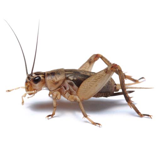 4. Small Silent Crickets
