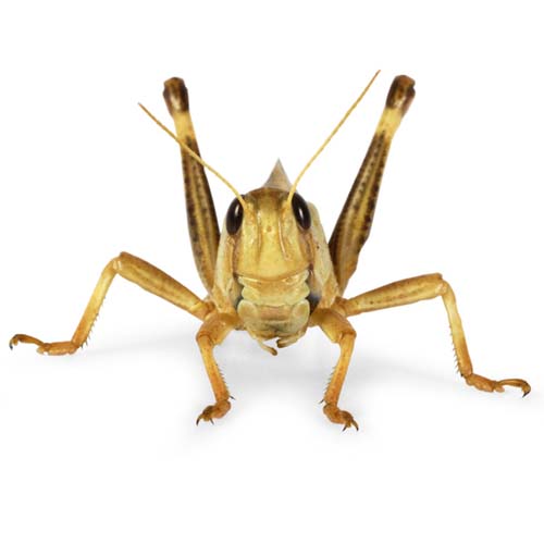 1. Adult Locusts