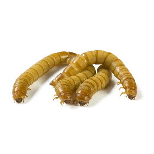 Mini Mealworms The Spider Shop