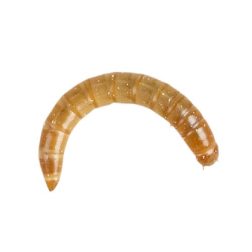 Morio Mealworms