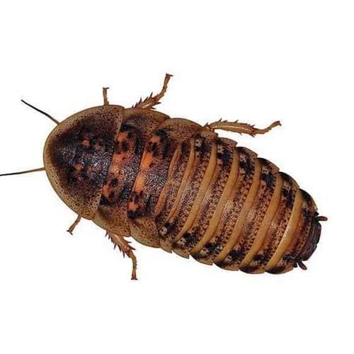 Dubia Roaches