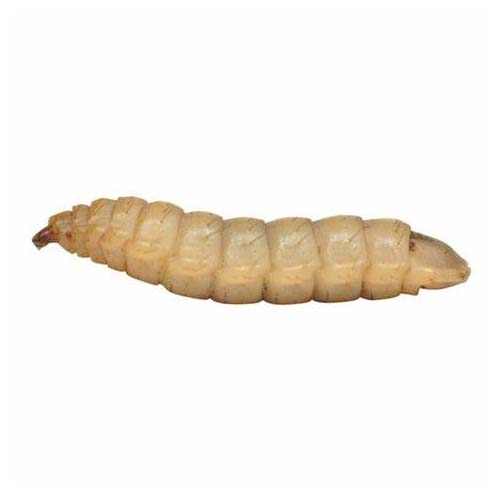Calci Worms - Small