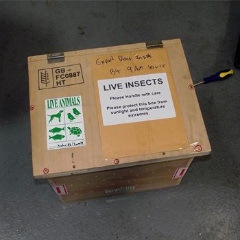 Animals being exported to Wellington Zoo, New Zealand. Animals being exported to Wellington Zoo, New Zealand.