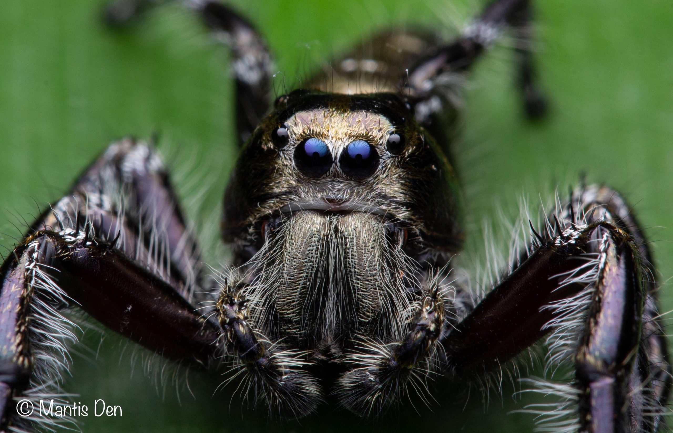 Hyllus diardi The Spider Shop