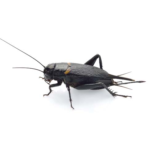 2. Large Black Crickets