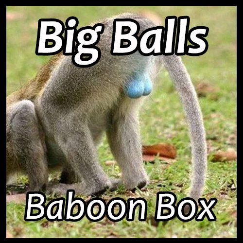 Big Balls Baboon Box