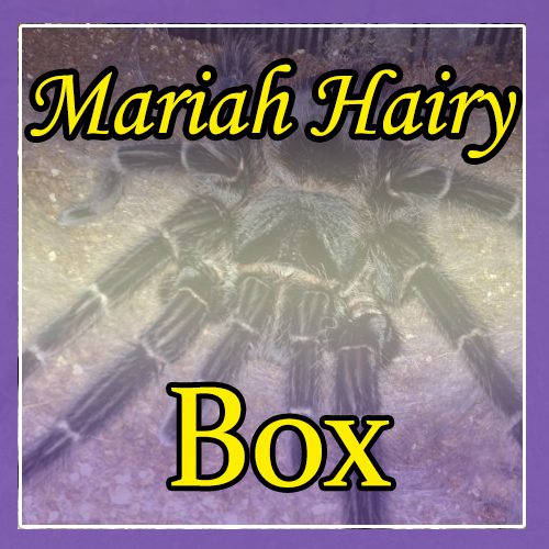 Mariah Hairy Box
