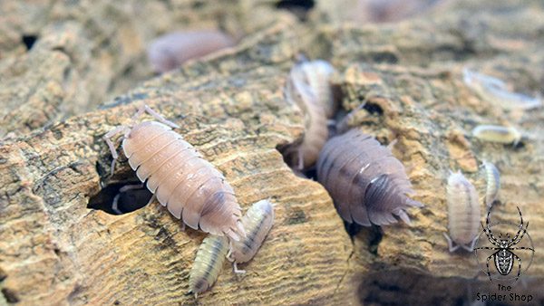 Porcellio scaber 'Ghost