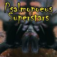 Psalmopoeus Superstars