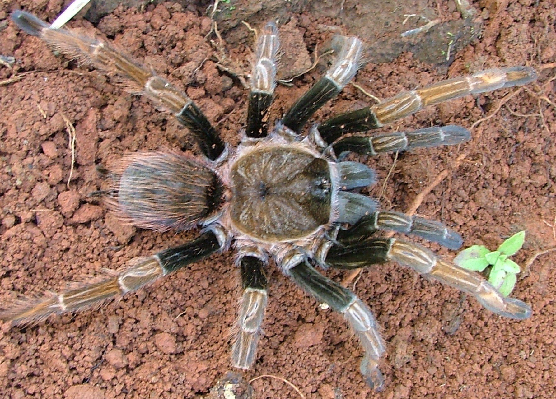 Sericopelma sp. "Santa Catalina" The Spider Shop