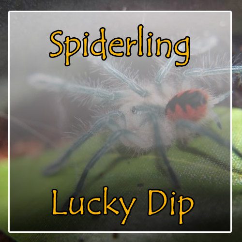 Spiderling Lucky Dip