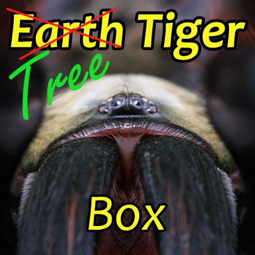 Tree Tiger Box - The Spider Shop